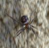 Steatoda grossa
